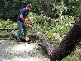 Best Tree and Shrub Care  in Milaca, MN