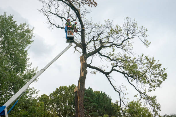 Best Palm Tree Trimming  in Milaca, MN