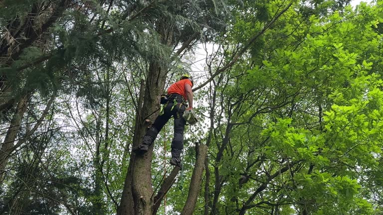 Trusted Milaca, MN Tree Removal Experts