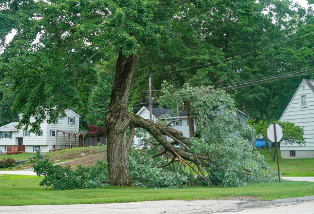 Best Hazardous Tree Removal  in Milaca, MN